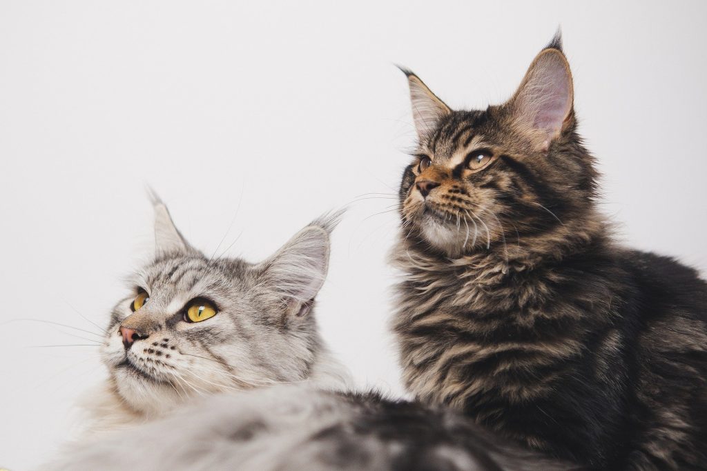 The 6 Most Independent Cat Breeds for Busy Owners