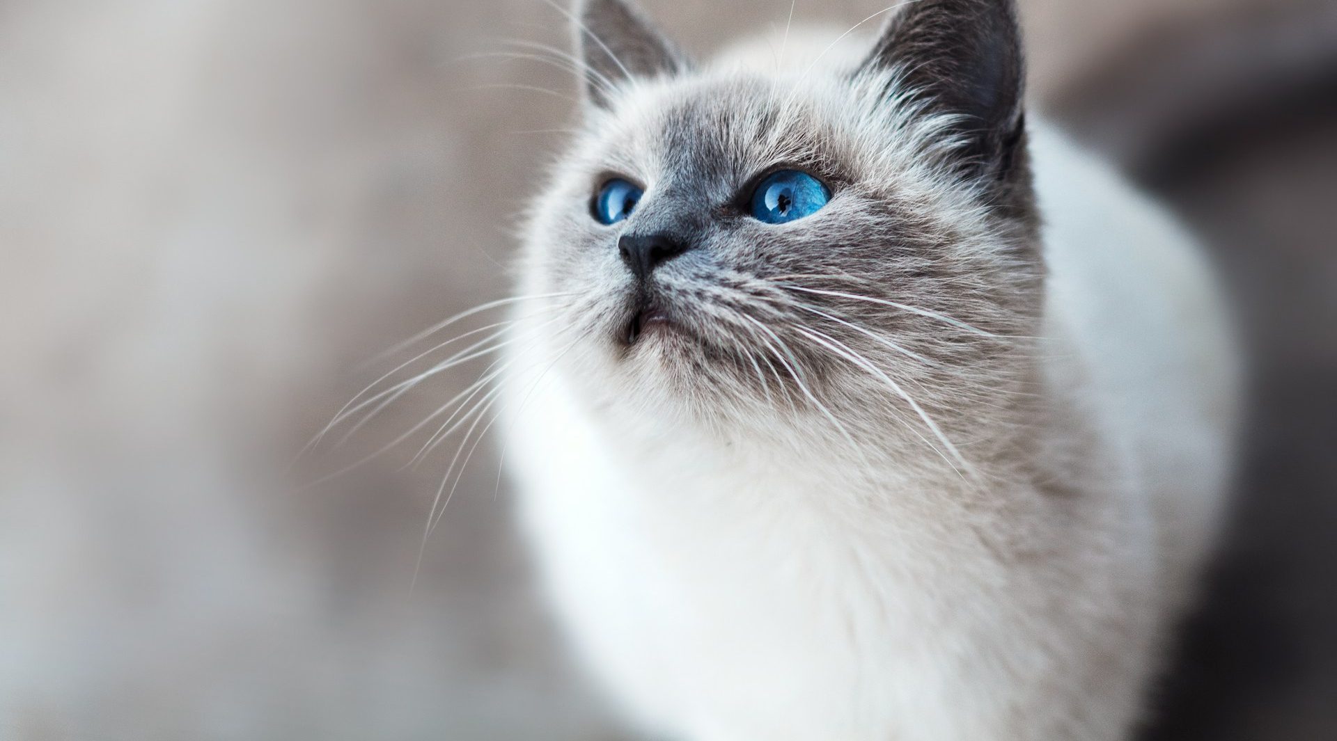 10 Mind-Blowing Cat Facts You’ve Never Heard Before