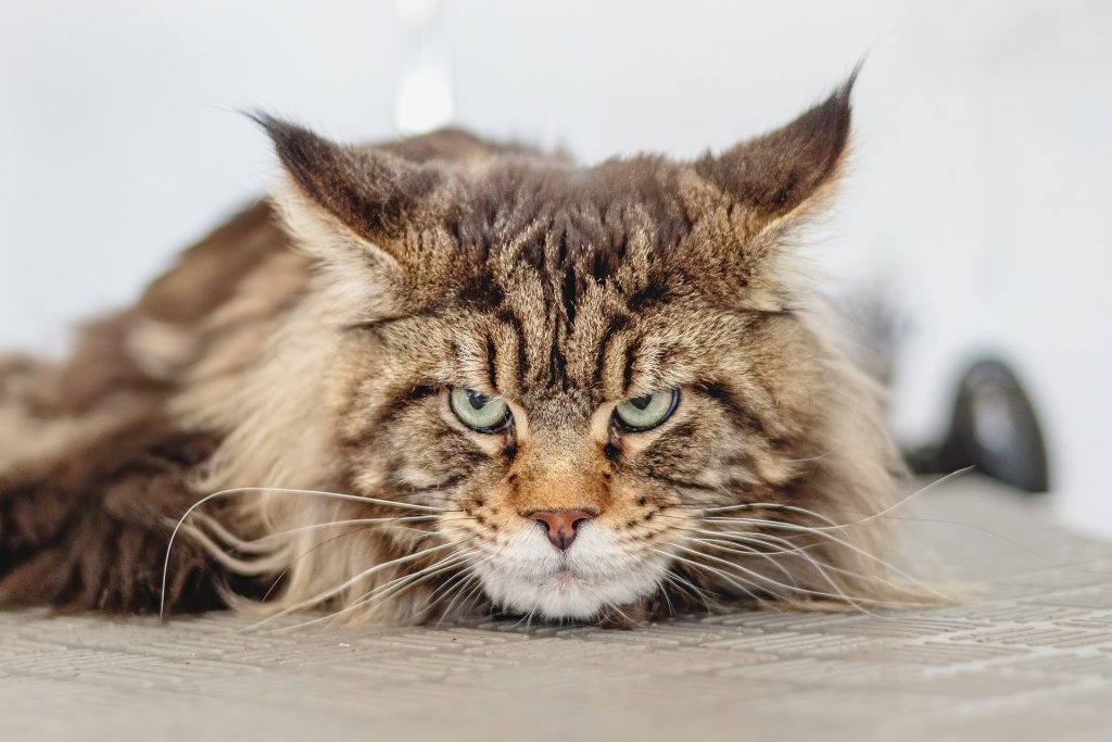 How Old Is Your Cat in Human Years? The Surprising Truth About Cat Aging