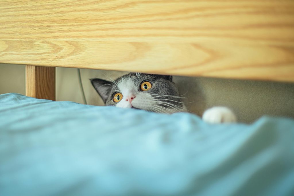 Why Cats Love Boxes (And Other Weird Places They Hide)