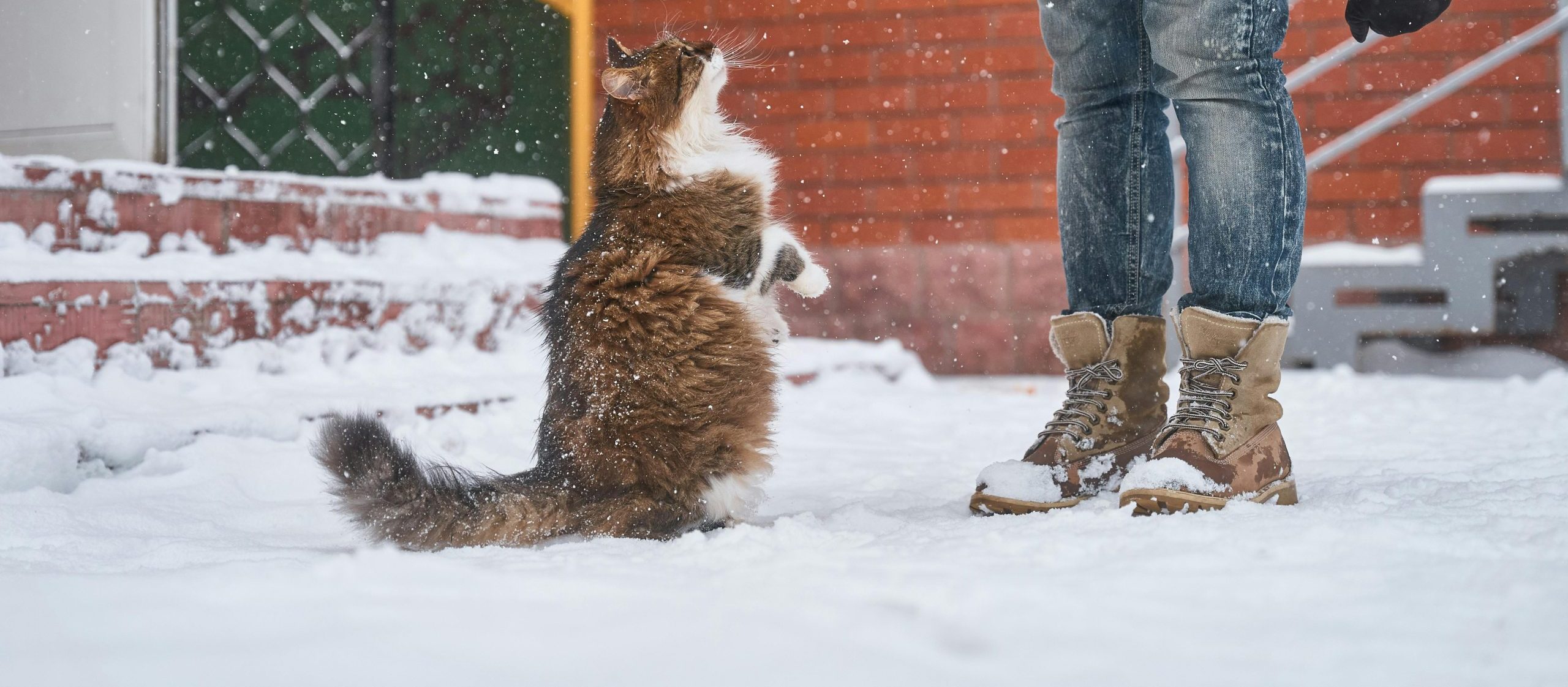 How to Train Your Cat Like a Pro (Yes, It’s Possible!)