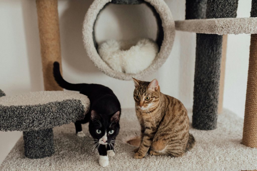 10 Simple Ways to Make Your Home a Cat Paradise!