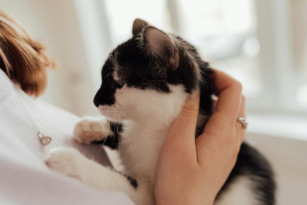 5 Ways Cats Show Affection That Most People Miss