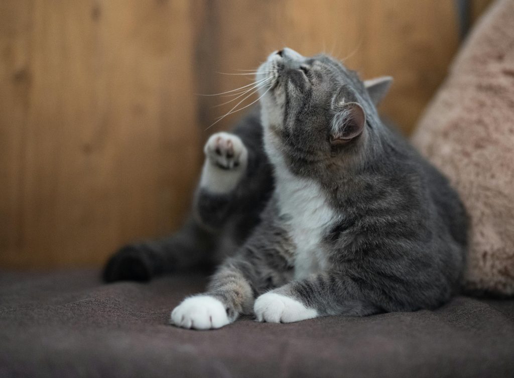 Is Your Cat Mad at You? 6 Clues That Show They’re Upset
