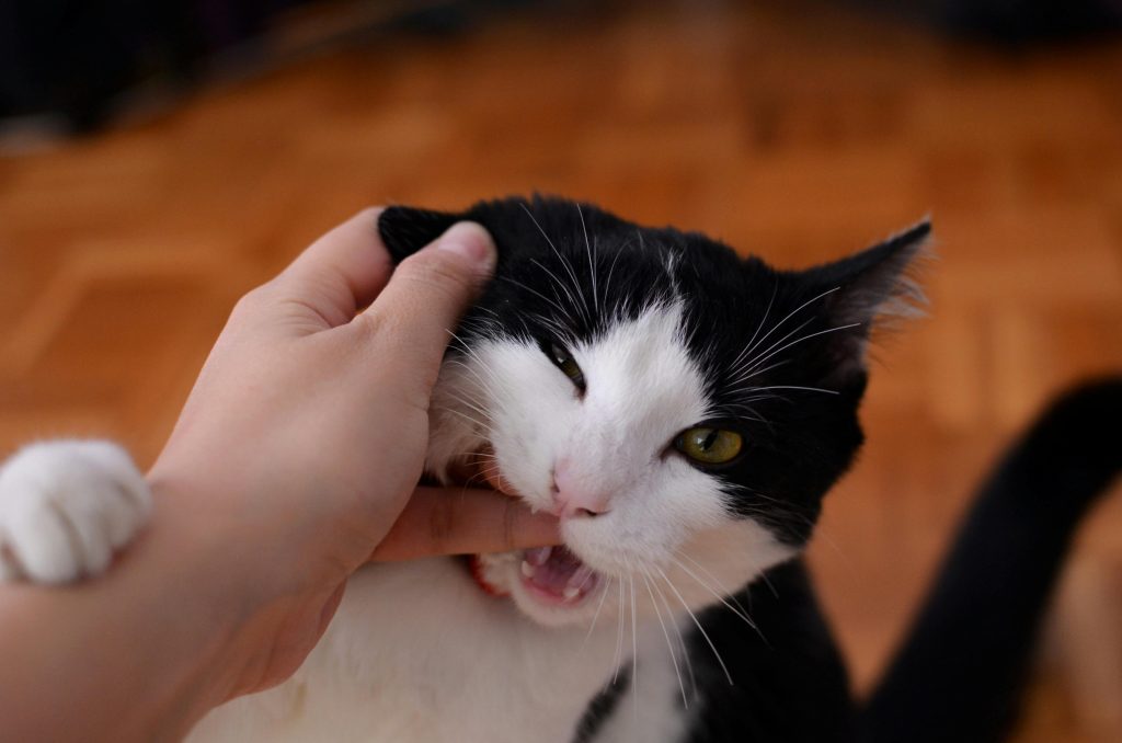 Why Do Cats Knock Things Over? The Science Behind This Funny Habit