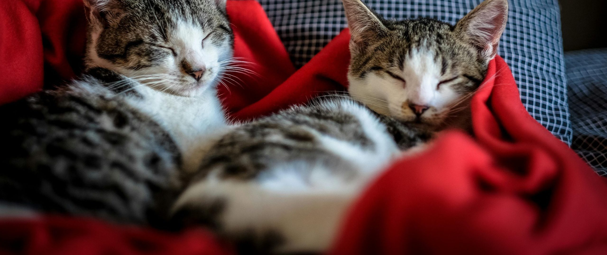 7 Amazing Health Benefits of Owning a Cat (Yes, It’s Science!)