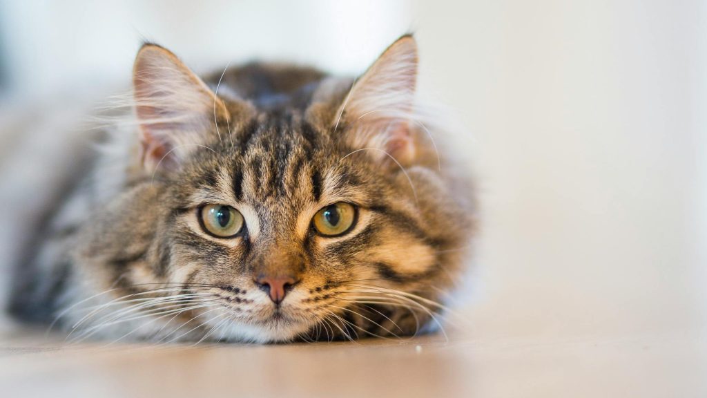 7 Amazing Health Benefits of Owning a Cat (Yes, It’s Science!)