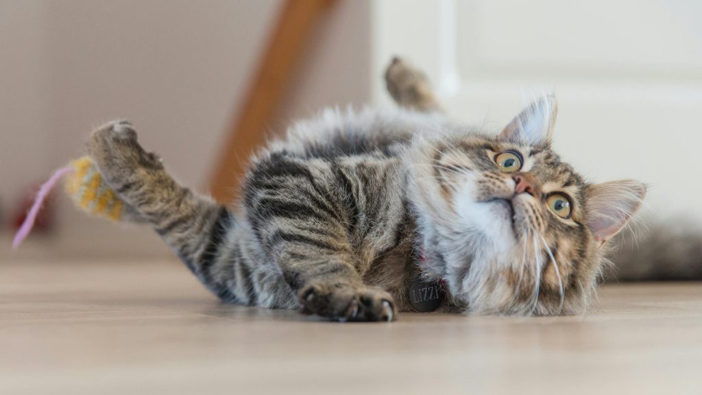 The Ultimate Guide to Keeping Indoor Cats Happy and Active