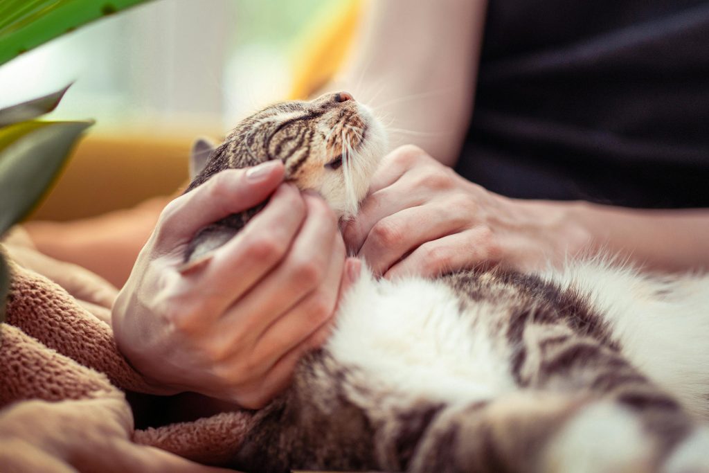 10 Things You’re Doing That Your Cat Hates (Time to Stop!)