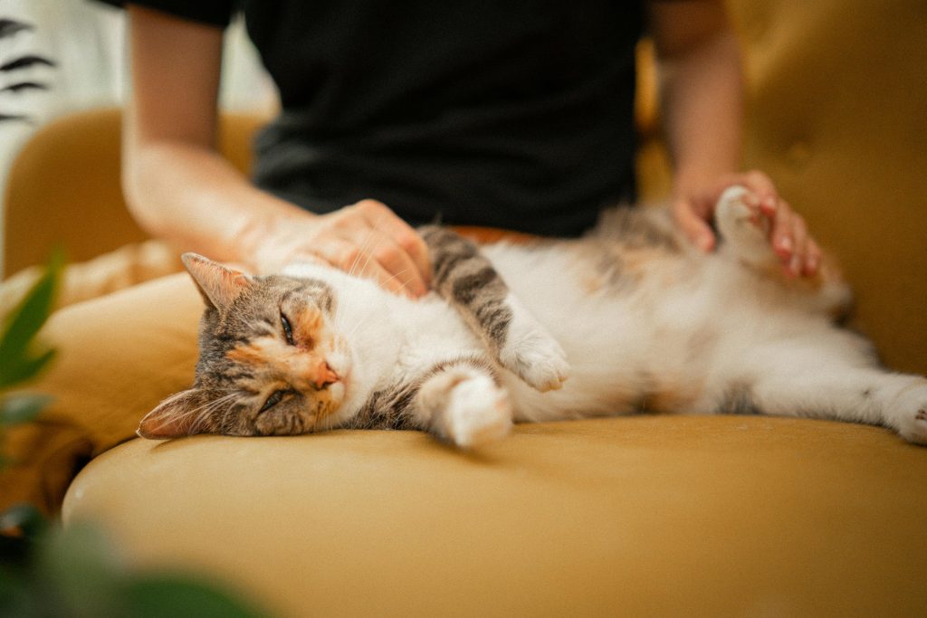 7 Amazing Health Benefits of Owning a Cat (Yes, It’s Science!)