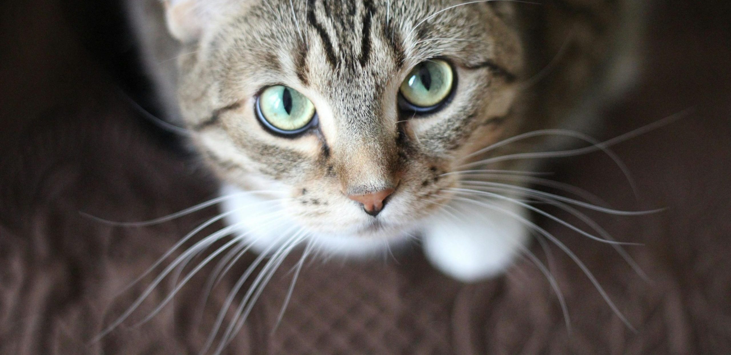 Is Your Cat Mad at You? 6 Clues That Show They’re Upset