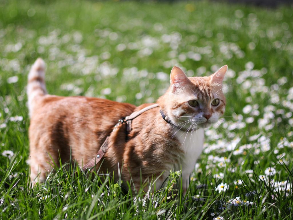 How to Create a Safe Outdoor Space for Your Cat (Without Letting Them Roam Free)