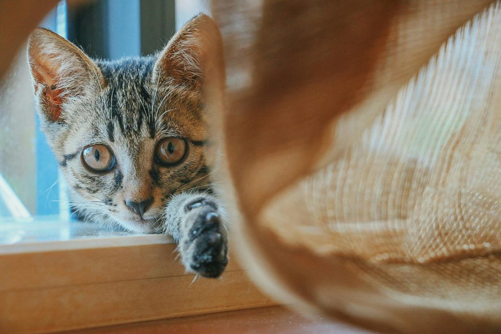 8 Surprising Things That Can Stress Out Your Cat (And How to Help)