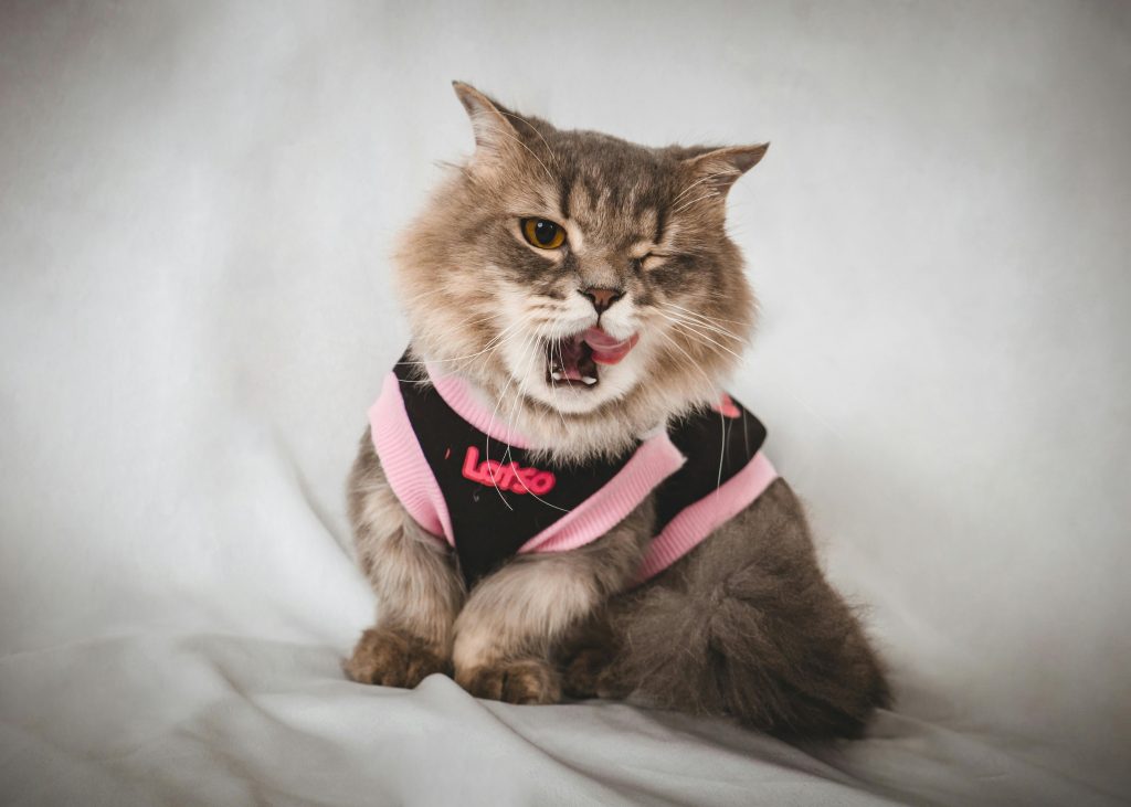 The Most Stylish Cat Accessories You Didn’t Know You Needed