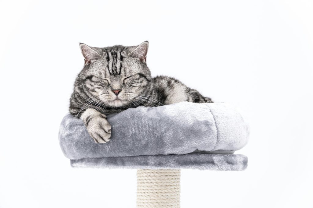 How to Build the Perfect Cat Scratching Post (And Save Your Furniture)