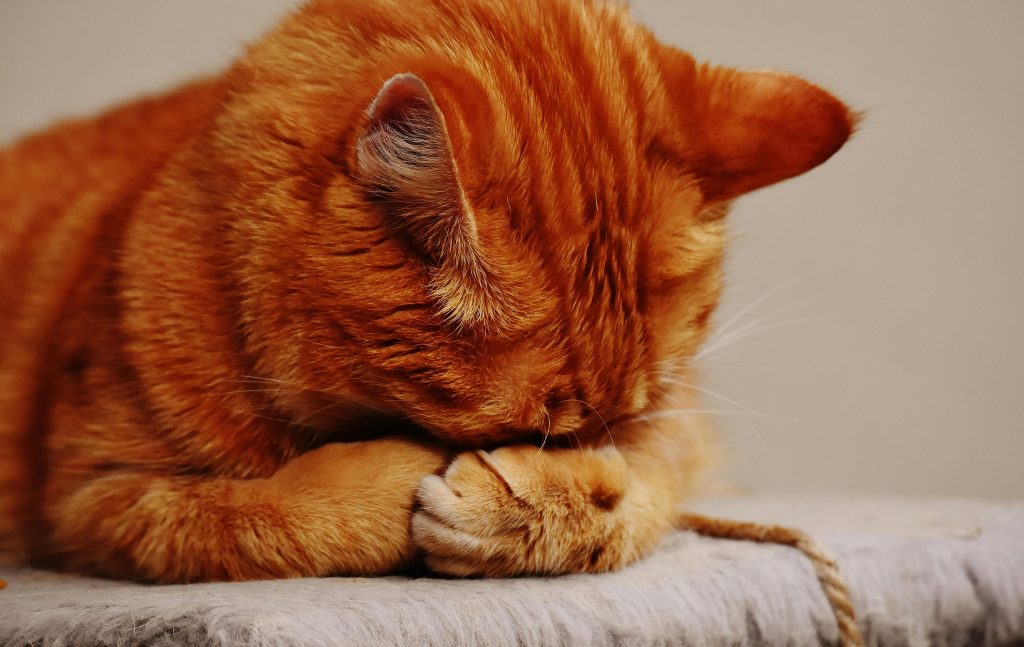 8 Surprising Things That Can Stress Out Your Cat (And How to Help)