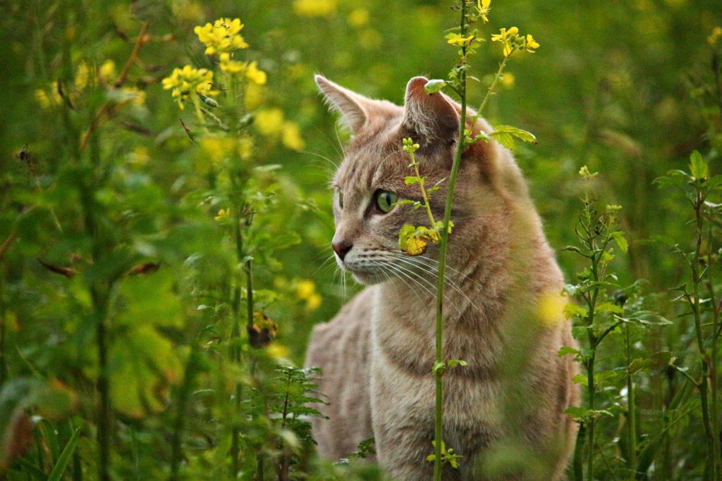 How to Create a Safe Outdoor Space for Your Cat (Without Letting Them Roam Free)