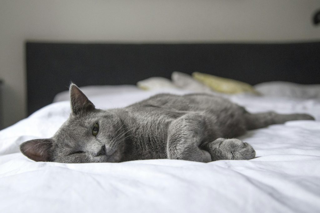 Cat Myths Busted: 8 Common Misconceptions About Cats (Do You Believe These?)