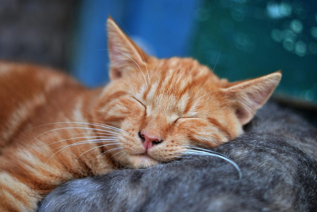 Is Your Cat Bored? 5 Signs You’re Missing and How to Fix It!