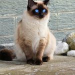 The 6 Most Independent Cat Breeds for Busy Owners