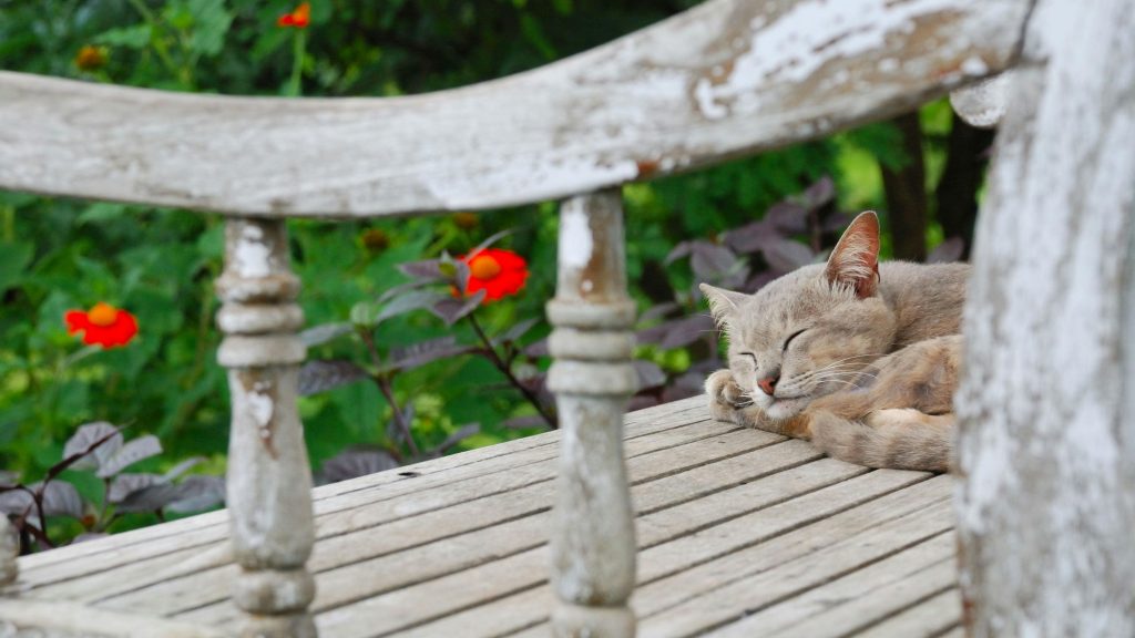 How to Create a Safe Outdoor Space for Your Cat (Without Letting Them Roam Free)