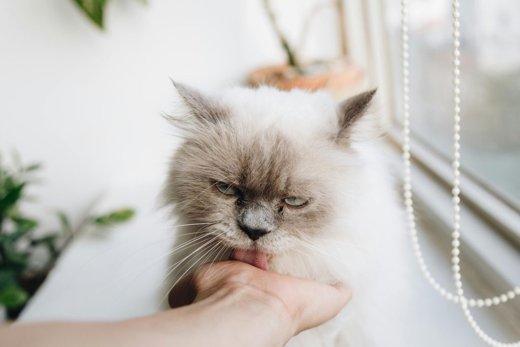 How Old Is Your Cat in Human Years? The Surprising Truth About Cat Aging