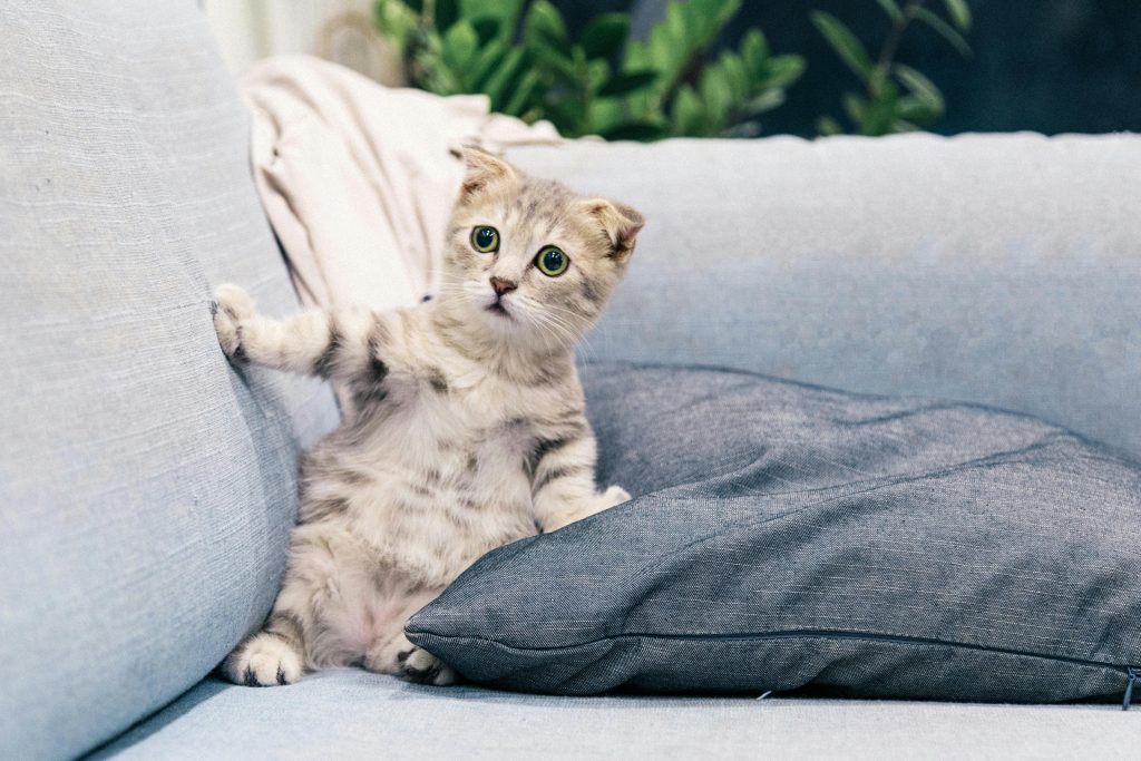 Why Do Cats Knock Things Over? The Science Behind This Funny Habit