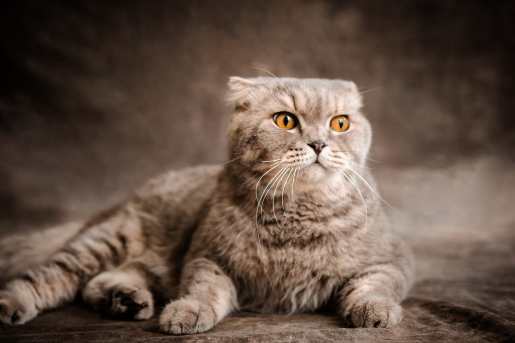 Ranking the Top 5 Most Affectionate Cat Breeds (Is Your Cat on the List?)